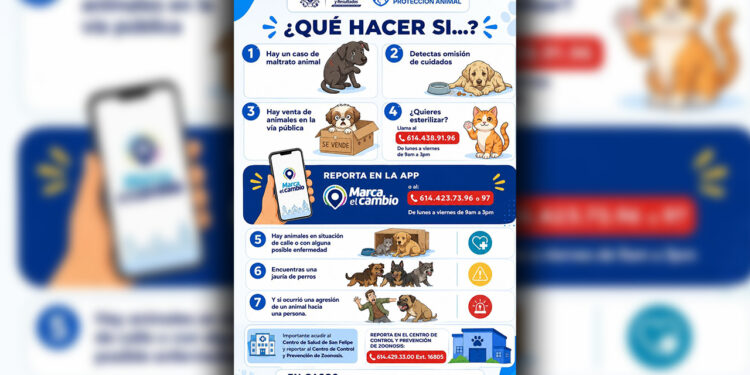 ¿Encontraste un perro en situación de calle? Municipio te orienta sobre dónde reportarlo