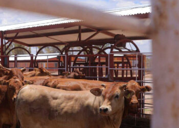 Refuerzan cerco sanitario en Chihuahua por brote de gusano barrenador en Texas