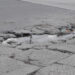 Lluvias incrementan la aparición de baches en calles de Chihuahua
