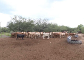 Refuerzan medidas sanitarias tras primer caso de gusano barrenador en Chihuahua
