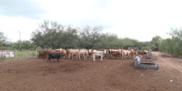 Refuerzan medidas sanitarias tras primer caso de gusano barrenador en Chihuahua