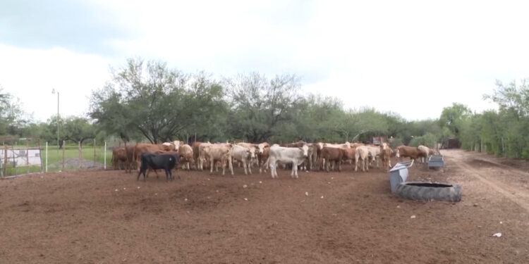 Refuerzan medidas sanitarias tras primer caso de gusano barrenador en Chihuahua