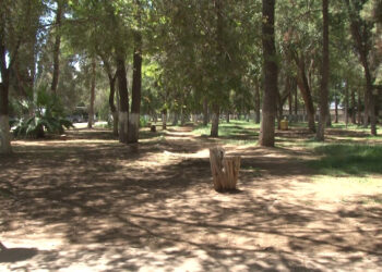 Colectivo denuncia deterioro y pérdida de árboles en la Ciudad Deportiva
