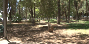 Colectivo denuncia deterioro y pérdida de árboles en la Ciudad Deportiva