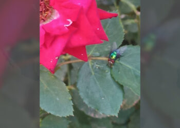 Comienza a observarse la mosca estéril en municipios de Chihuahua