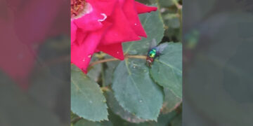 Comienza a observarse la mosca estéril en municipios de Chihuahua