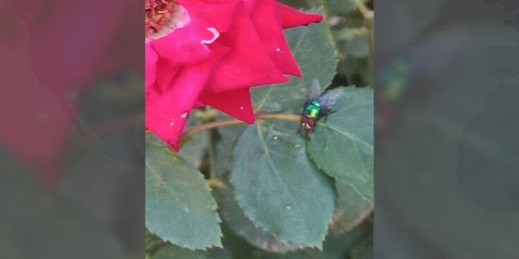 Comienza a observarse la mosca estéril en municipios de Chihuahua