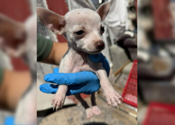 Rescató Fiscalía 53 animales en situación de maltrato en Juárez en el mes de junio