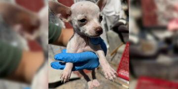 Rescató Fiscalía 53 animales en situación de maltrato en Juárez en el mes de junio