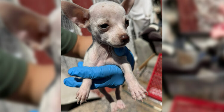 Rescató Fiscalía 53 animales en situación de maltrato en Juárez en el mes de junio
