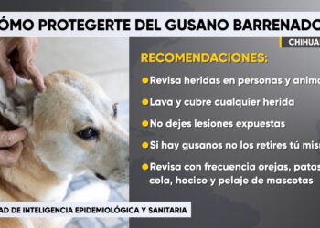 Emiten recomendaciones para prevenir contagios por gusano barrenador