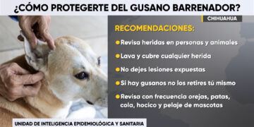 Emiten recomendaciones para prevenir contagios por gusano barrenador