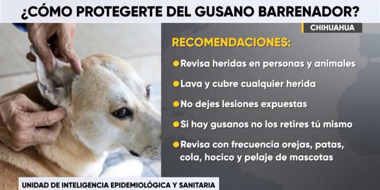 Emiten recomendaciones para prevenir contagios por gusano barrenador