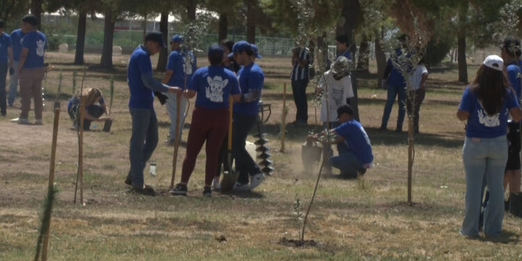 Acción Juvenil planta árboles en la Deportiva Sur