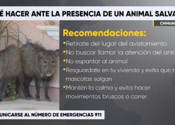 ¿Qué hacer ante la presencia de un animal silvestre?