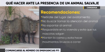 ¿Qué hacer ante la presencia de un animal silvestre?