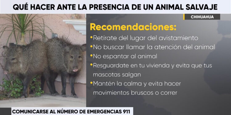 ¿Qué hacer ante la presencia de un animal silvestre?