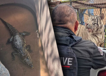 Realizan cateo en un car wash y aseguran tigre de bengala y lagarto