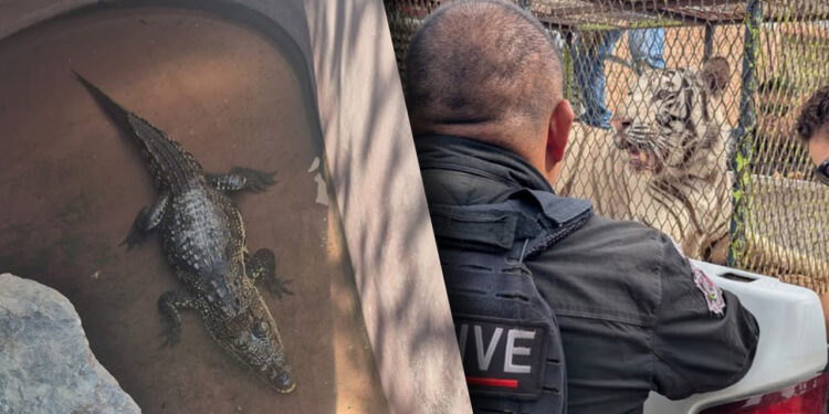 Realizan cateo en un car wash y aseguran tigre de bengala y lagarto